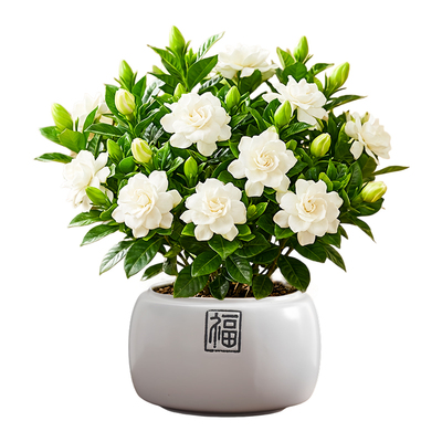 栀子花盆栽招财旺宅桌面景