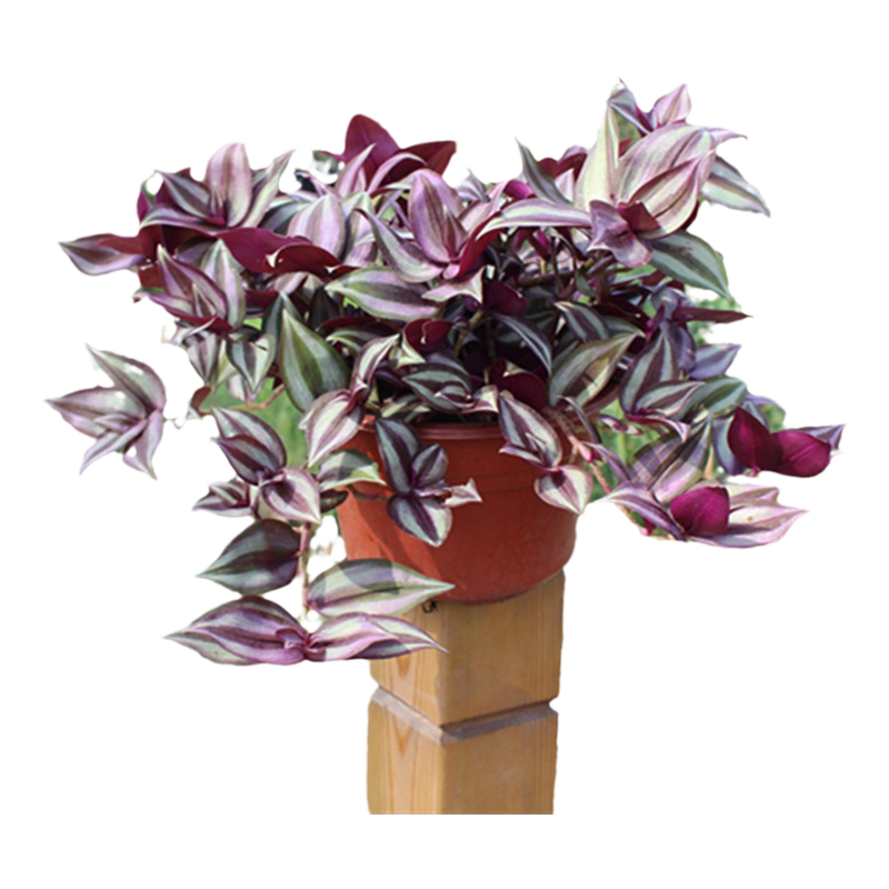 紫叶吊竹梅阳台室内紫罗兰吊兰盆栽绿植花卉净化空气好养耐活