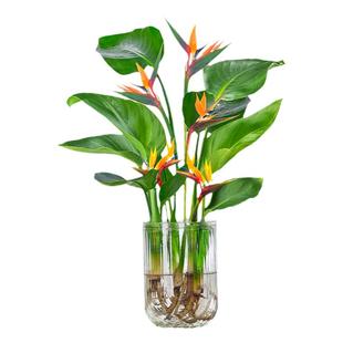 天堂鸟无土纯水培植物室内好养花卉盆栽易活桌面绿植甲醛鹤望兰吸