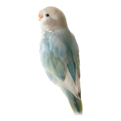 牡丹鹦鹉亲人粘人好上手好喂养