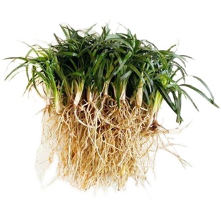 庭院草坪草皮麦冬草苗日本矮麦冬草玉龙草细叶沿阶草金边阔叶麦冬