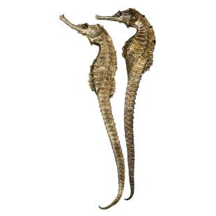 三斑海马一公一母配对干货泡酒滋补品温肾助阳煲汤大海马中药材