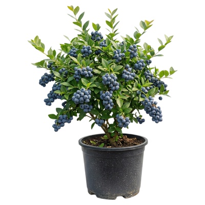 蓝莓树果苗盆栽L25花香带大果发