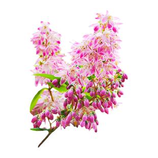 海蒂的花园花叶锦带春季开花灌木耐寒易养室外庭院露台植物盆栽苗