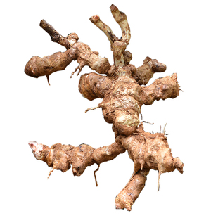 金刚藤新鲜深山药材农家现挖菝葜铁菱角煮水煲汤泡酒材料正宗新货