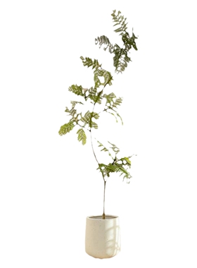 蓝花楹仿真绿植掬涵仿生假植物