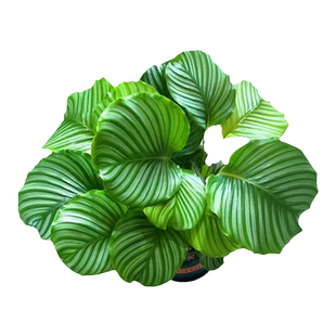 青苹果竹芋盆栽大苗基地直发室内客厅绿植好养活四季观叶植物海芋