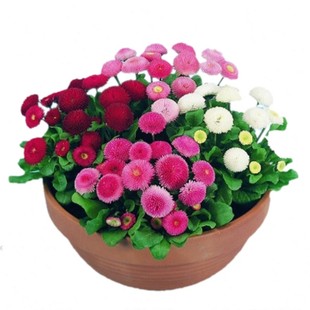 好活易种网红花种子小雏菊花种籽子长不高室内外阳台盆栽耐寒花卉