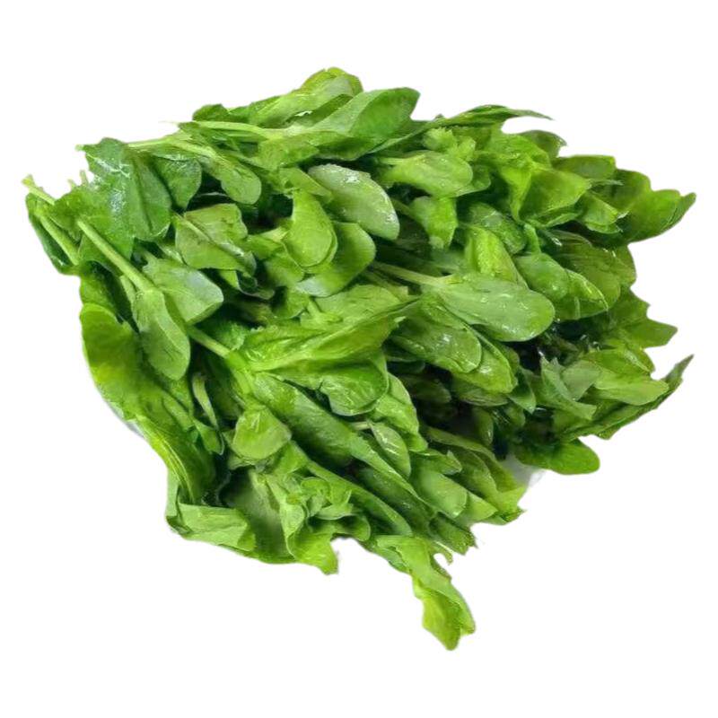 豌豆苗种子无须豌豆尖种籽秋季南方豆苗青菜芽苗菜四季播农家蔬菜