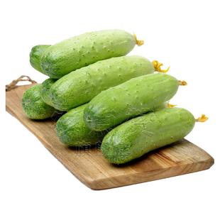 唐山秋黄瓜种子本地老品种黄瓜种籽子土黄瓜苗秧苗爬藤搭架蔬菜种