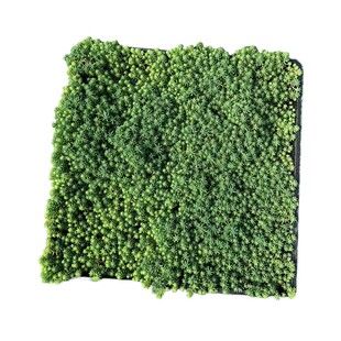 拾园记中华景天薄雪万年草常青耐寒热楼顶庭院花卉造景地被绿植物