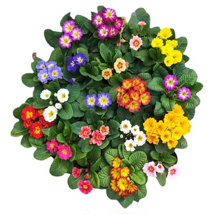 精品玫瑰报春彩云报春花盆栽室内花卉冬季耐寒绿植带花苞发货