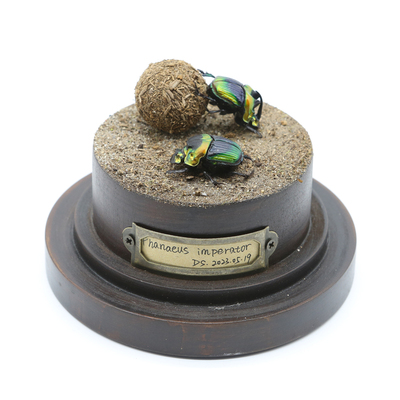 屎壳郎微景观生态标本玻璃罩摆件