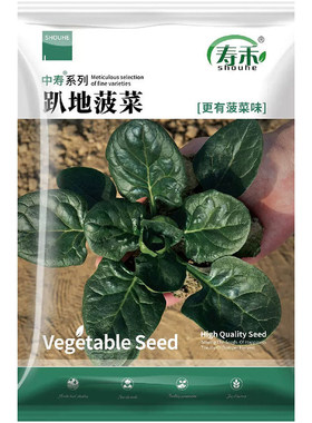 趴地菠菜种子四季种植蔬菜种子