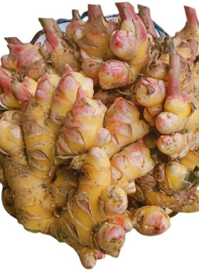 农家有机种植生姜小黄姜新鲜现挖