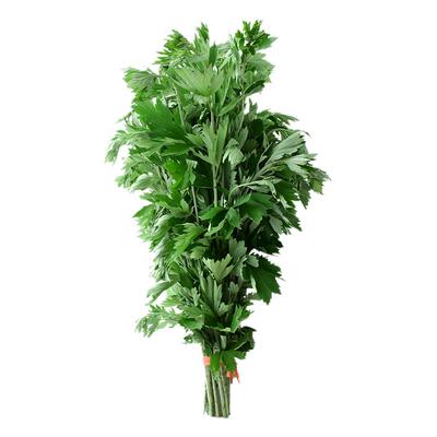 端午新鲜艾草叶挂门上艾叶花束