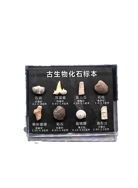 天然古生物化石标本化石原石矿石