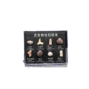 天然化石矿石陨石牙齿植物狼鳍鱼昆虫古生物化石科普教学标本摆件