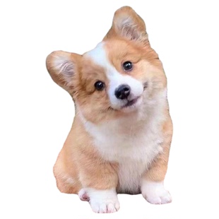 柯基幼犬小短腿小狗长不大小型宠物狗柯基宠物活物柯基幼崽活体