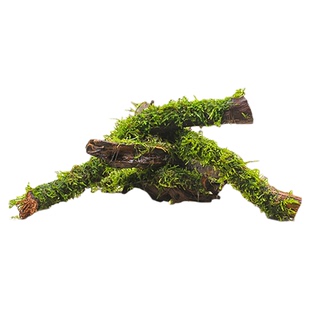 莫斯水草树沉木天然鱼缸装饰小树莫斯造景树景观装饰树生态造景木