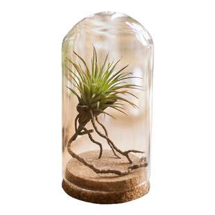 软木塞手办玻璃罩装饰摆件微景观干花标本公仔玩偶瓶DIY花瓶礼物