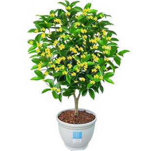 独杆四季桂花盆栽庭院室外阳台绿植花卉浓香型月月桂盆景开花不断