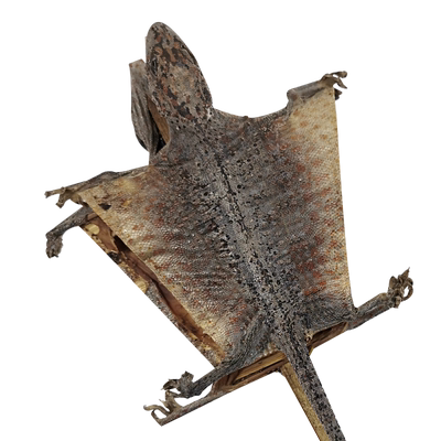 吉明丰蛤蚧一对大蛤蚧泡酒煲汤