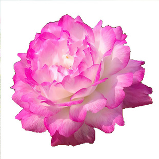 重瓣太阳花苗盆栽带花苞枝条混色宿根花卉植物四季开花针叶牡丹花