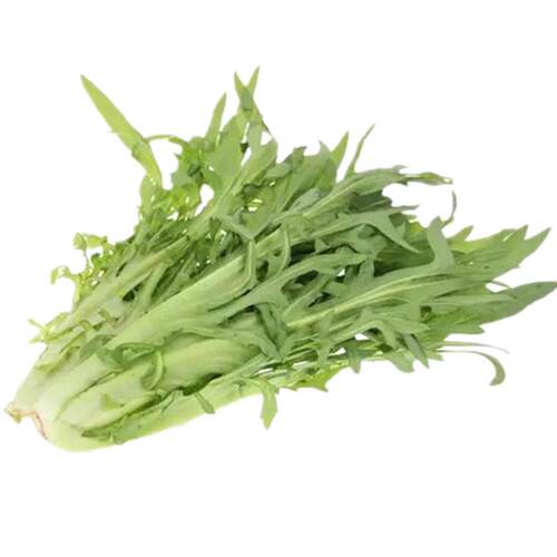 花芽甜麦菜种子南方四季苦唛菜种籽高产阳台盆栽农家菜园蔬菜种孑