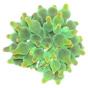 【绿艺水族】奶嘴海葵荧光绿石葵共生葵活体海水软体珊瑚易养套餐