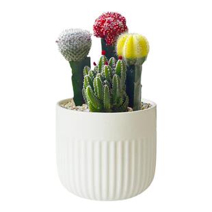 仙人球室内小盆栽万重山多肉植物办公室幼儿园彩色仙人掌科三色球