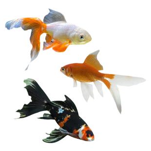 精品红草红鲫鱼花草花鲫鱼长尾黑彗星草金鱼黑眼草金淡水小红鱼