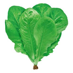 孔雀菜种子沙拉生菜种籽苗秧四季盆栽咖啡菜蔬菜菜种孑菜苗菜籽种