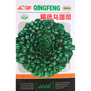 春播乌塌菜种子 春季蔬菜种子高钙营养蔬菜养心菜 菊花心大白菜