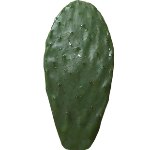 墨西哥米邦塔可食用的仙人掌药用多肉植物小盆栽种子苗室内绿植叶