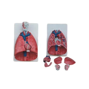 喉心肺结构内脏解剖模型人体拼装教学模型呼吸系统肺部心脏咽喉