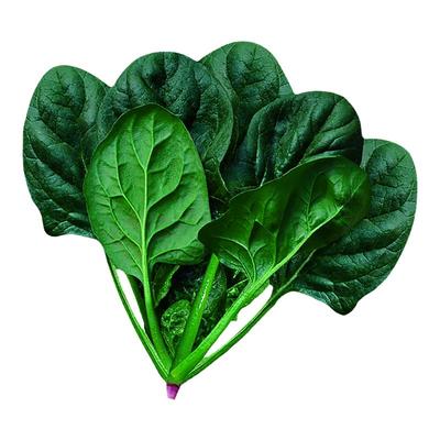 理想农业菠菜籽大全杂交肉厚高产