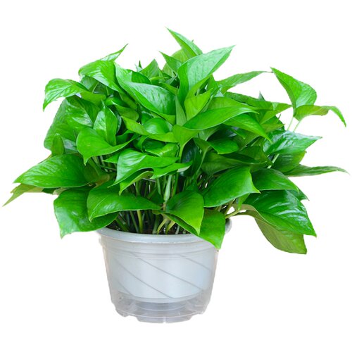 大叶绿萝盆栽办公桌室内绿植水培花卉植物净化空气客厅盆景