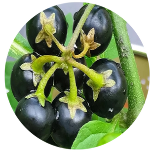 龙葵种籽黑黝黝阳台水果野生龙葵种子盆栽四季可种黄天天室内高产