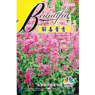 【藿香种子】霍香正气香草种子 纯新藿香籽 中药材霍香种子春季播