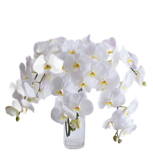 白色蝴蝶兰鲜花云南基地直发家用插花白天鹅蝴蝶兰鲜切花顺丰包邮