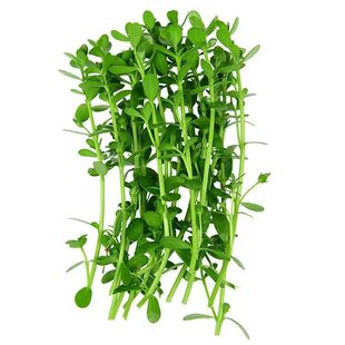 大叶铜钱草天然鱼缸专用植物绿金钱水草造景材料鱼虾蟹混养套餐