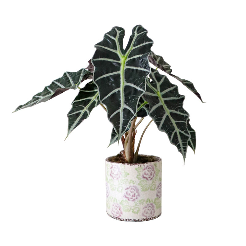 大仙女海芋室内植物盆栽高级绿植