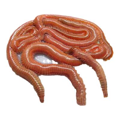 鲜活红沙蚕活饵青虫昆虫饵钓鱼饵料海洋船钓专用鲜活力强肉质肥厚