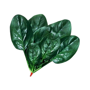 趴地菠菜种子大叶小叶四季秋播越冬耐寒高产红根菠菜种籽蔬菜种子