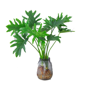 水培植物春羽盆栽蔓绿绒室内龟背竹春雨绿植常青绿萝好养办公桌面