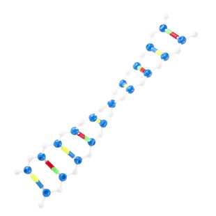 DNA双螺旋结构模型组件高中生物遗传基因和变异实验器材教学演示仪器教具可拆卸染色体结构模型组件核苷酸