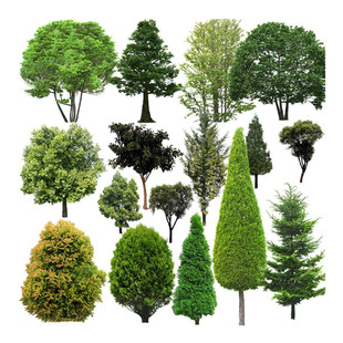 印度雪松种子白皮松黑松油松湿地松华山松马尾松落叶松塔松树种子