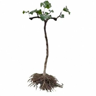 特大优质 巨峰葡萄苗老桩爬藤无籽户太八号盆栽庭院走廊当年结果