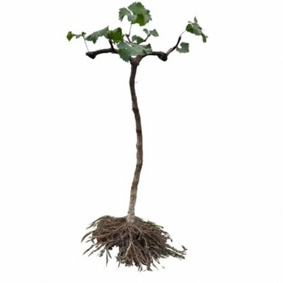 特大盆栽巨峰葡萄苗爬藤当年结果